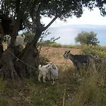 Apartment Ramona Lourdata (Kefalonia)