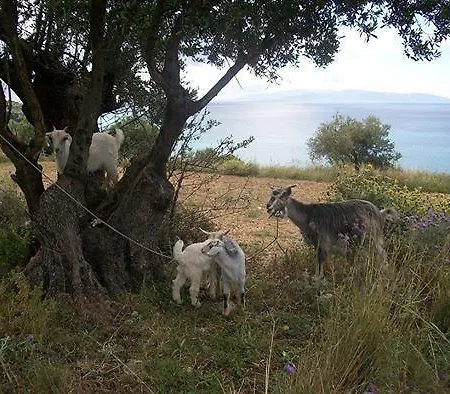 Lejlighed Ramona Lourdata (Kefalonia)